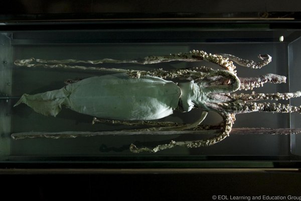 Kraken darknet sliv php