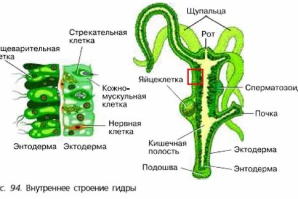 Сайт кракен тор