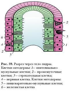 Кракен ссылка онлайн