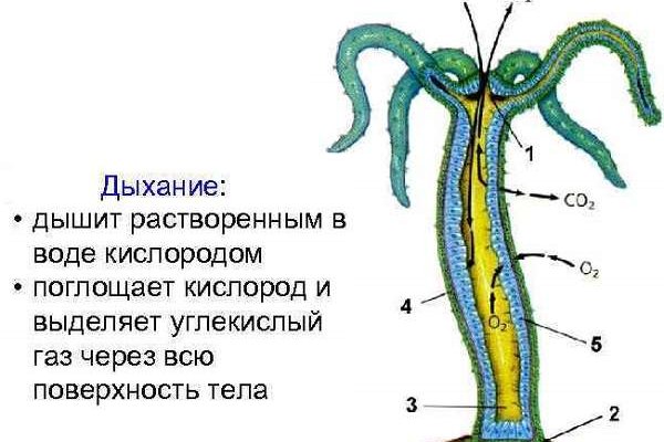 Кракен ссылка 25