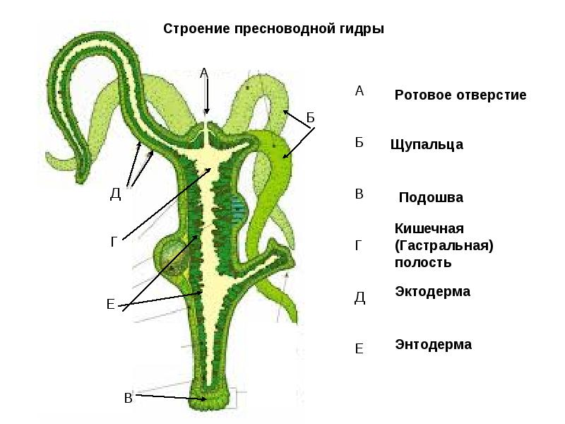 Официальный сайт kraken ссылки зеркала