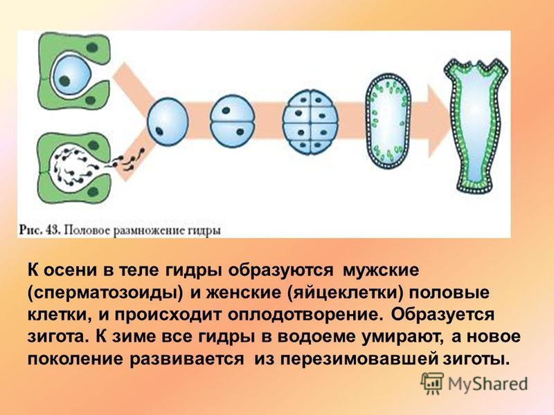 Кракен без тор
